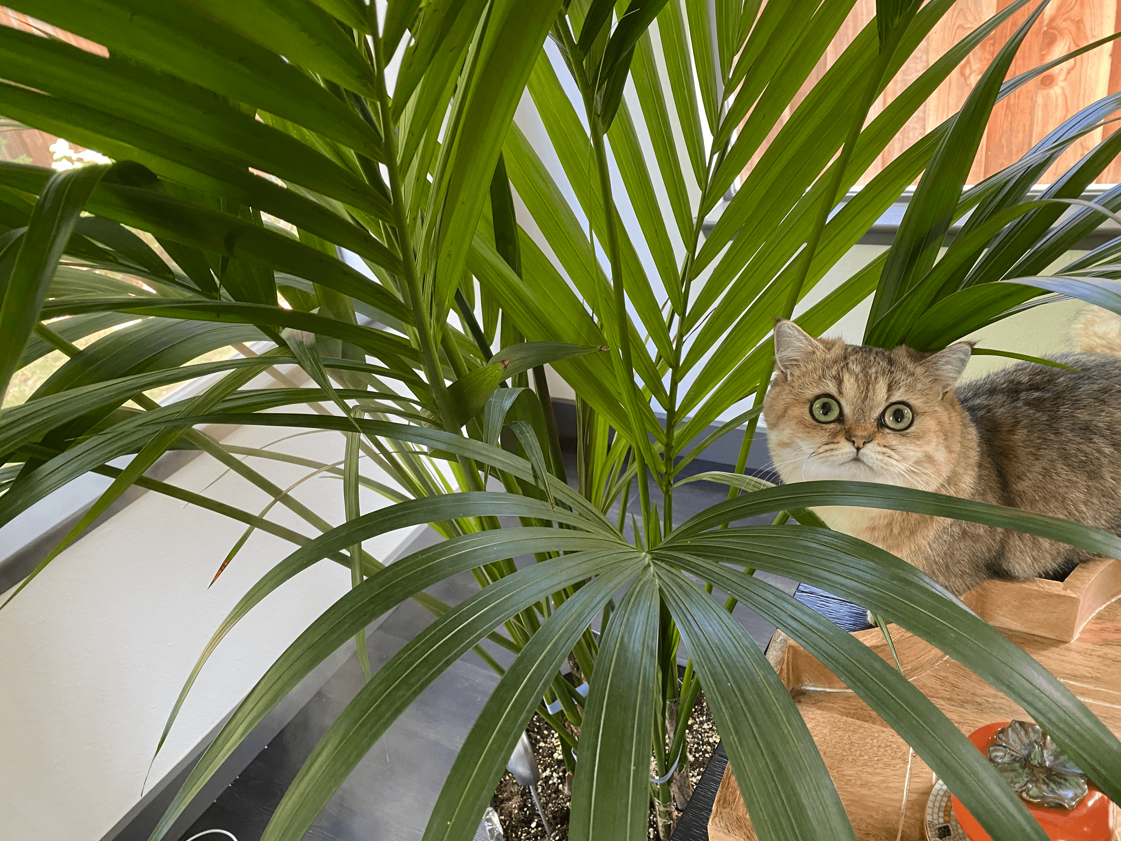 Ginger the Munchkin cat